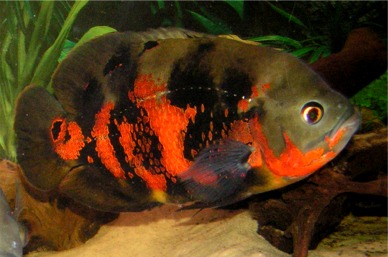 ASTRONOTUS OCELLATUS
